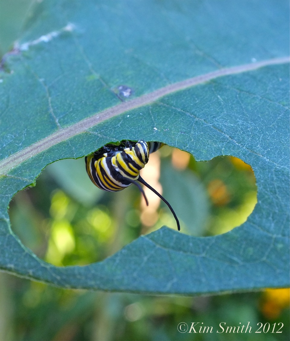 Monarch Caterpillar Milkweed ©Kim Smith 2013