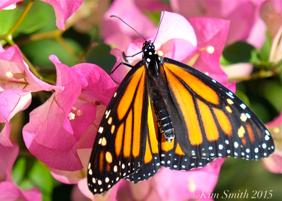 Monarch Butterfly bougainvillea ©Kim Smith 2015