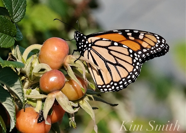 October Monarch Butterflies copyright Kim Smith - 10