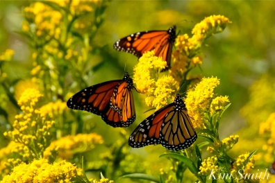 Monarch Butterflies Seaside Goldenrod copyright Kim Smith - 09