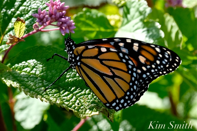 Monarch Butterfly Female Joe-pye Wildflower -2 copyright Kim Smith