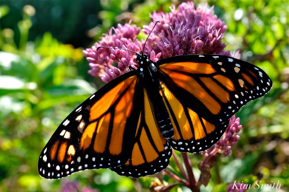 Monarch Butterfly Female Joe-pye Wildflower -3 copyright Kim Smith