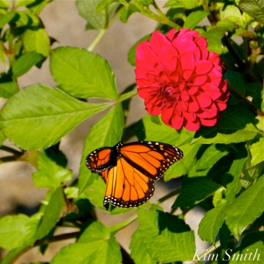 Monarch Butterfly Red Dahlia -2 copyright Kim Smith
