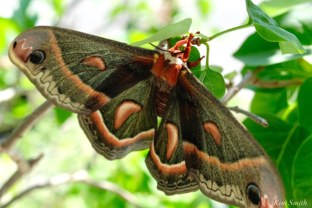Cecropia Moth Female Giant Silk Moth copyright Kim Smith - 14 of 22