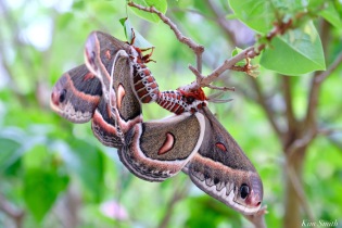 Cecropia Moth Mating Giant Silk Moth copyright Kim Smith - 18 of 22