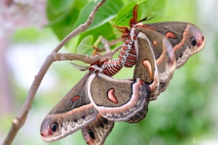 Cecropia Moth Mating Giant Silk Moth copyright Kim Smith - 19 of 22