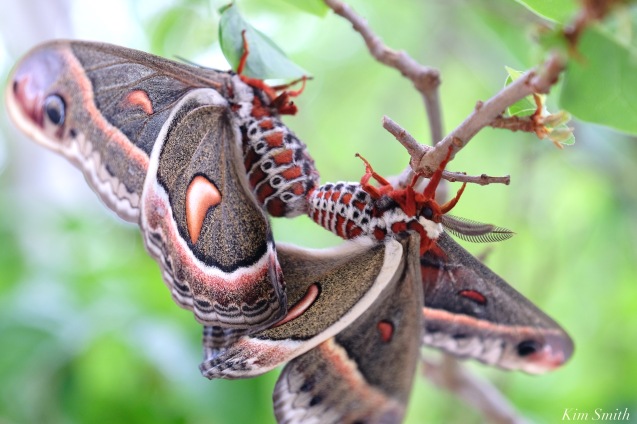 Cecropia Moth Mating Giant Silk Moth copyright Kim Smith - 20 of 22