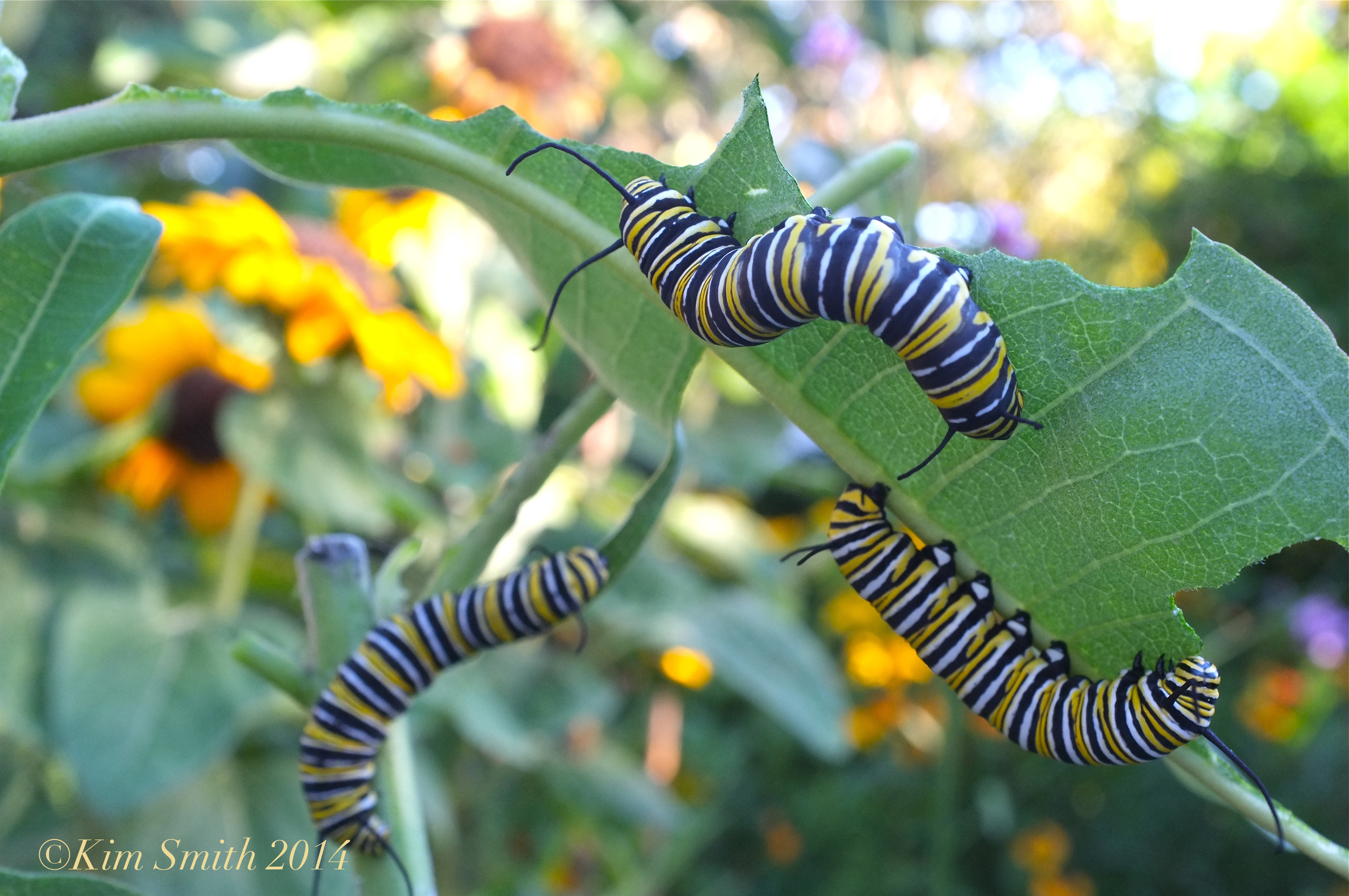 Tag Archives: do caterpillars eat each other - Beauty on the Wing