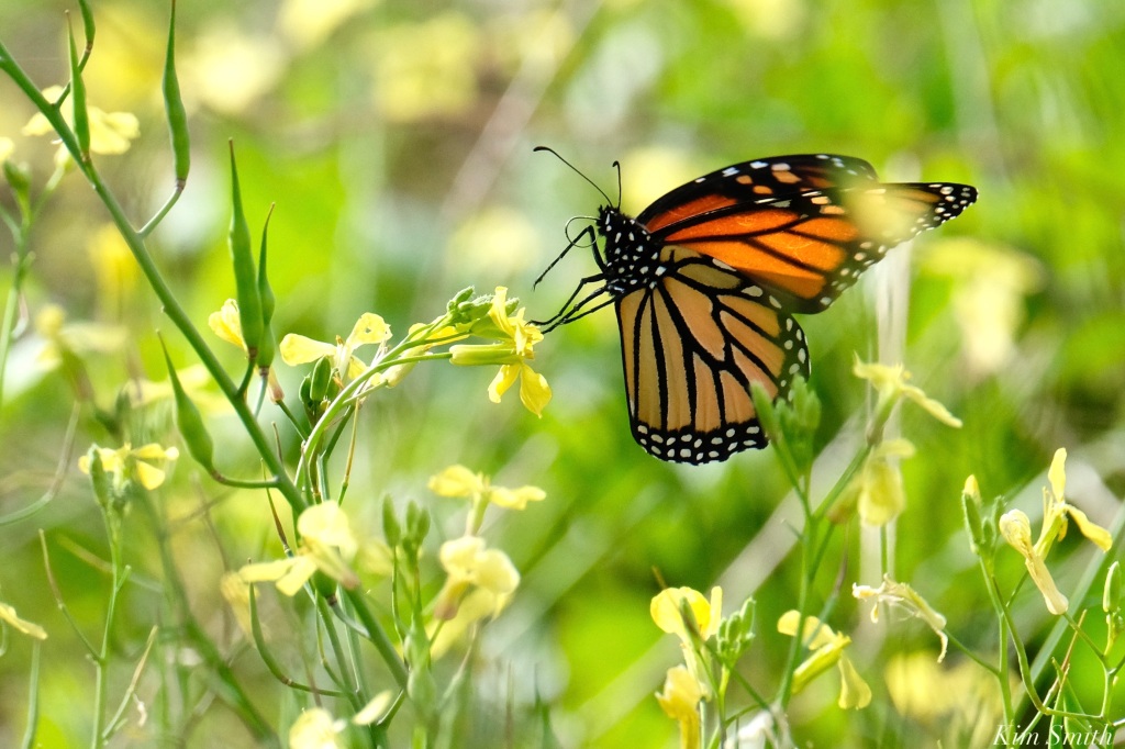 https://monarchbutterflyfilm.files.wordpress.com/2021/05/monarch-butterfly-migration-black-mustard-october-copyright-kim-smith-.jpeg?w=1024